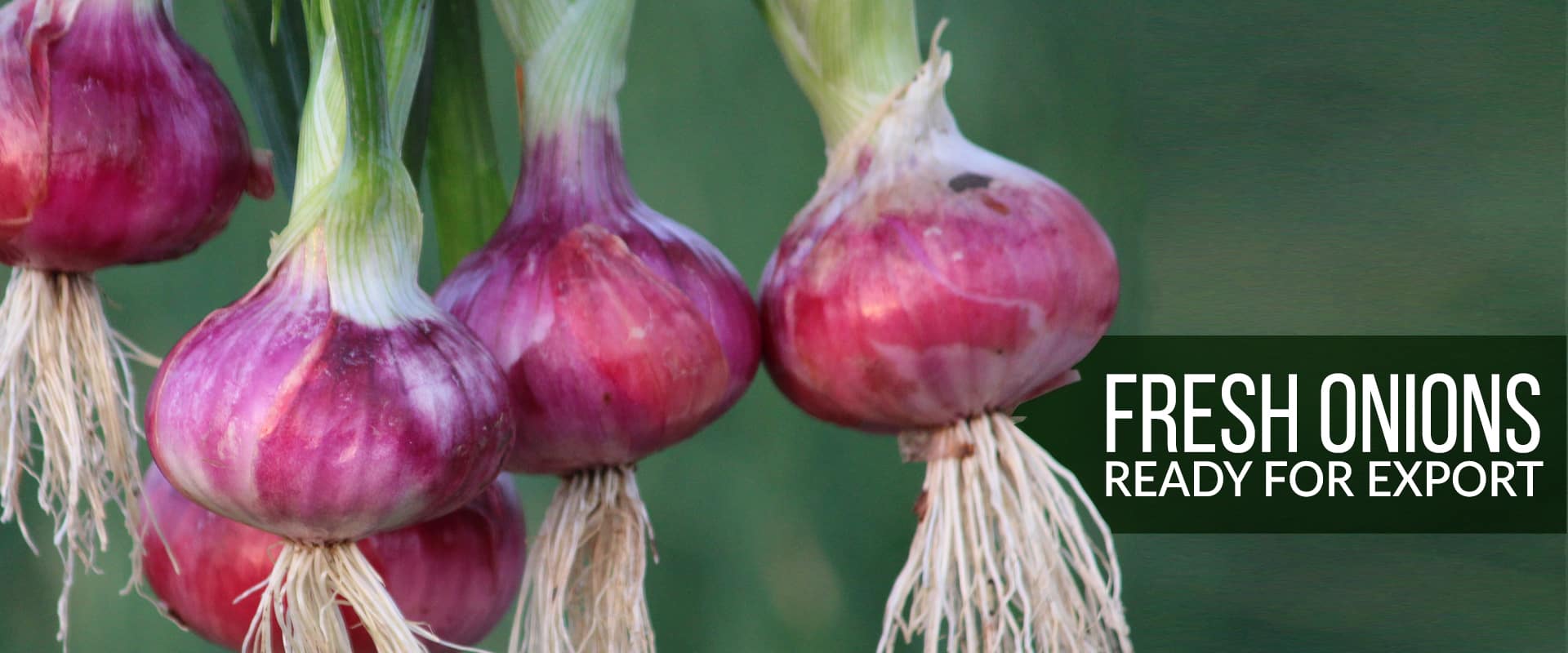 fresh red onion exporters india