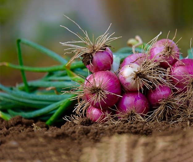 red onion exporter